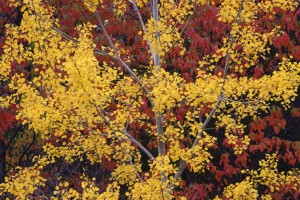 trembling aspen